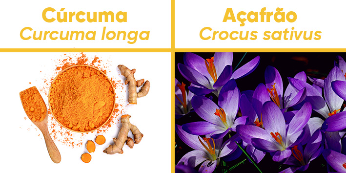 Curcuma longa ou a?afrao da terra